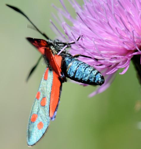 Zygaena sp.