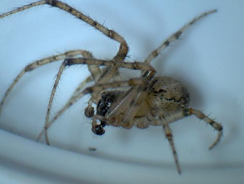 Zygiella x-notata