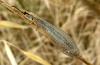 35054 – Photo : Normand Mlaure – France (34)
