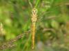 35275 – Photo : Christine DEVILLERS – Belgique