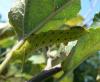 Smerinthus ocellata