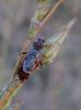 35856 – Photo : Anne Forgues – France (11)