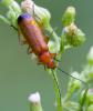35790 – Photo : Pierre Duhem – France (24)