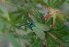 35146 – Photo : Daniel Morel – France (06)
