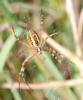 35498 – Photo : Faunedelaisne – France (02)