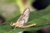 35811 – Photo : Vincent Derreumaux – France (84)