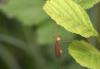 35198 – Photo : Pierre Tillier – France (95)