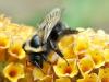 35088 – Photo : Denys Liger – France (27)