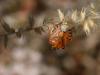 35726 – Photo : Mael Garrin – France (48)