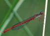 35872 – Photo : Guillaume JAN – France (19)