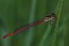 35831 – Photo : FATON Jean-Michel – France (23)