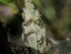 35232 – Photo : FATON Jean-Michel – France (26)