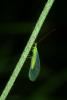 35528 – Photo : Michel Renou – France (91)
