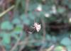 35781 – Photo : jean louis Besson – France (06)