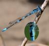 35351 – Photo : FATON Jean-Michel – France (26)