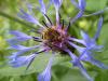 35090 – Photo : francoise Delville – France (38)