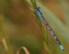 35049 – Photo : Michel Ehrhardt – France (68)