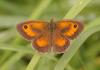 35098 – Photo : Michel Ehrhardt – France (68)