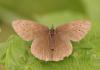 35050 – Photo : Michel Ehrhardt – France (68)