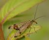 35141 – Photo : Michel Ehrhardt – France (68)