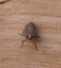 Issus coleoptratus