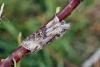 35660 – Photo : Daniel Morel – France (04)