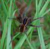 35609 – Photo : Faunedelaisne – France (02)