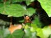 35096 – Photo : Mathieu ROUSSEAU – France (80)