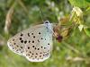 35607 – Photo : Arnaud Jean-Pierre – France (09)