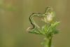 35581 – Photo : David Demerges – France (66)
