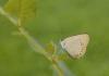 35592 – Photo : David Demerges – France (66)