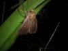35676 – Photo : Denis Vandromme – France (36)