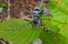 35816 – Photo : E. SERRES – France (74)