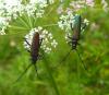 35798 – Photo : E. SERRES – France (74)