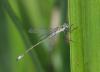 35400 – Photo : Guillaume JAN – France (19)
