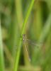 35403 – Photo : Guillaume JAN – France (19)