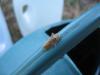 35624 – Photo : Lodie – France (31)