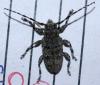 Aegomorphus clavipes