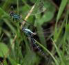 35830 – Photo : FATON Jean-Michel – France (23)