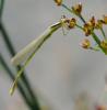 Ischnura pumilio