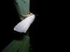 35705 – Photo : Denis Vandromme – France (36)