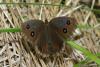 35317 – Photo : eudemis – France (33)