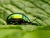 35373 – Photo : Denys Liger – France (27)