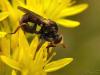 35372 – Photo : Denys Liger – France (27)