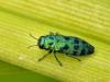 35337 – Photo : Denys Liger – France (27)