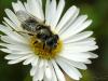 35548 – Photo : Denys Liger – France (27)