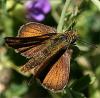 35253 – Photo : Pelouard – France (56)