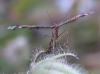 35421 – Photo : H. Dumas – France (13)