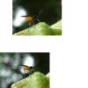 35344 – Photo : Lanzellotti Maria – France (11)