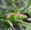 35559 – Photo : Bernadette Cassel – France (69)